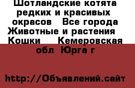 Шотландские котята редких и красивых  окрасов - Все города Животные и растения » Кошки   . Кемеровская обл.,Юрга г.